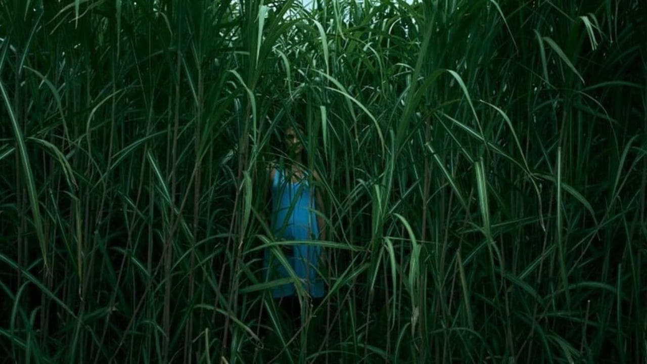 in the tall grass netflix