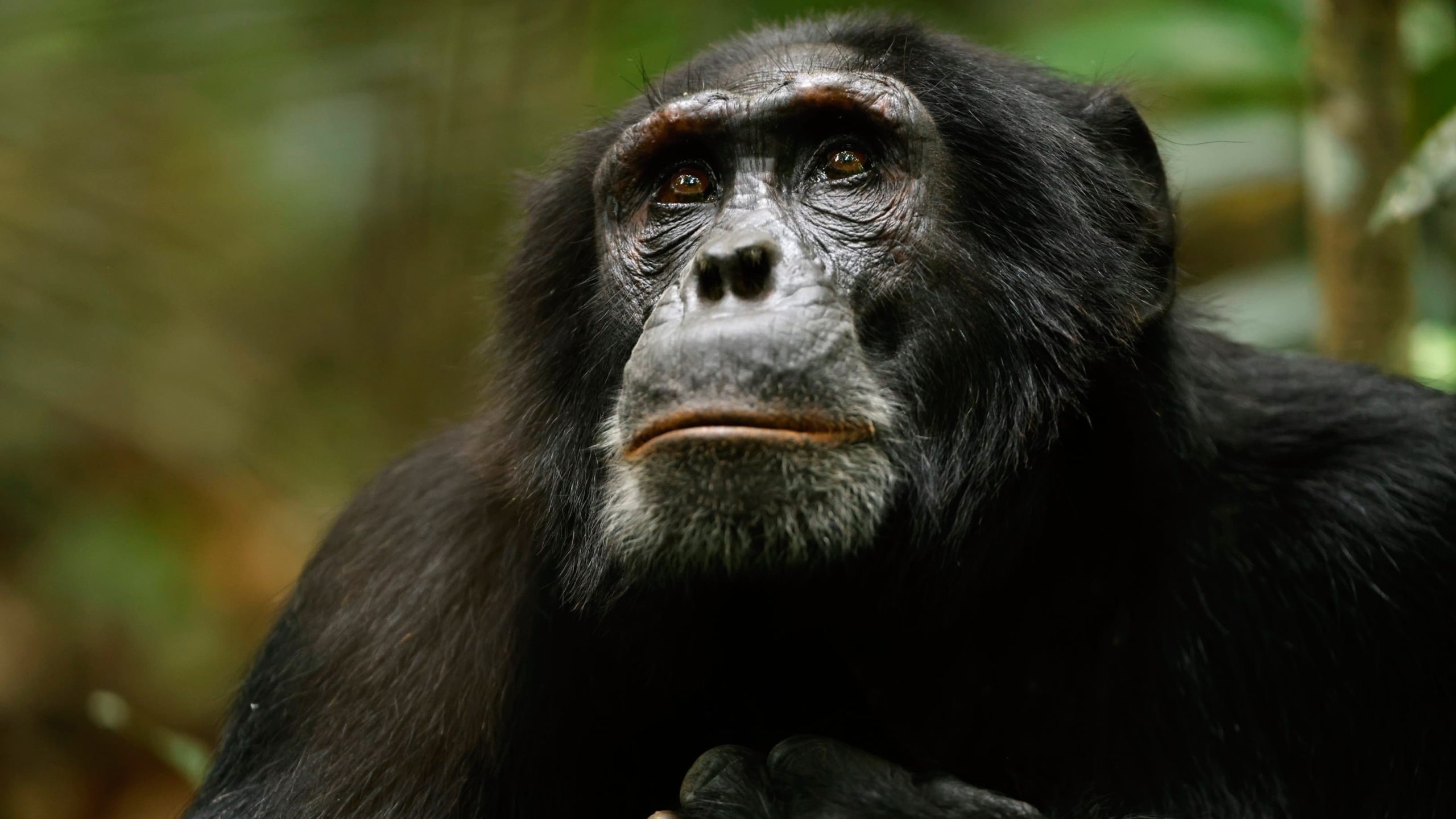 Chimp Empire อาณาจักรซิมแปนซี