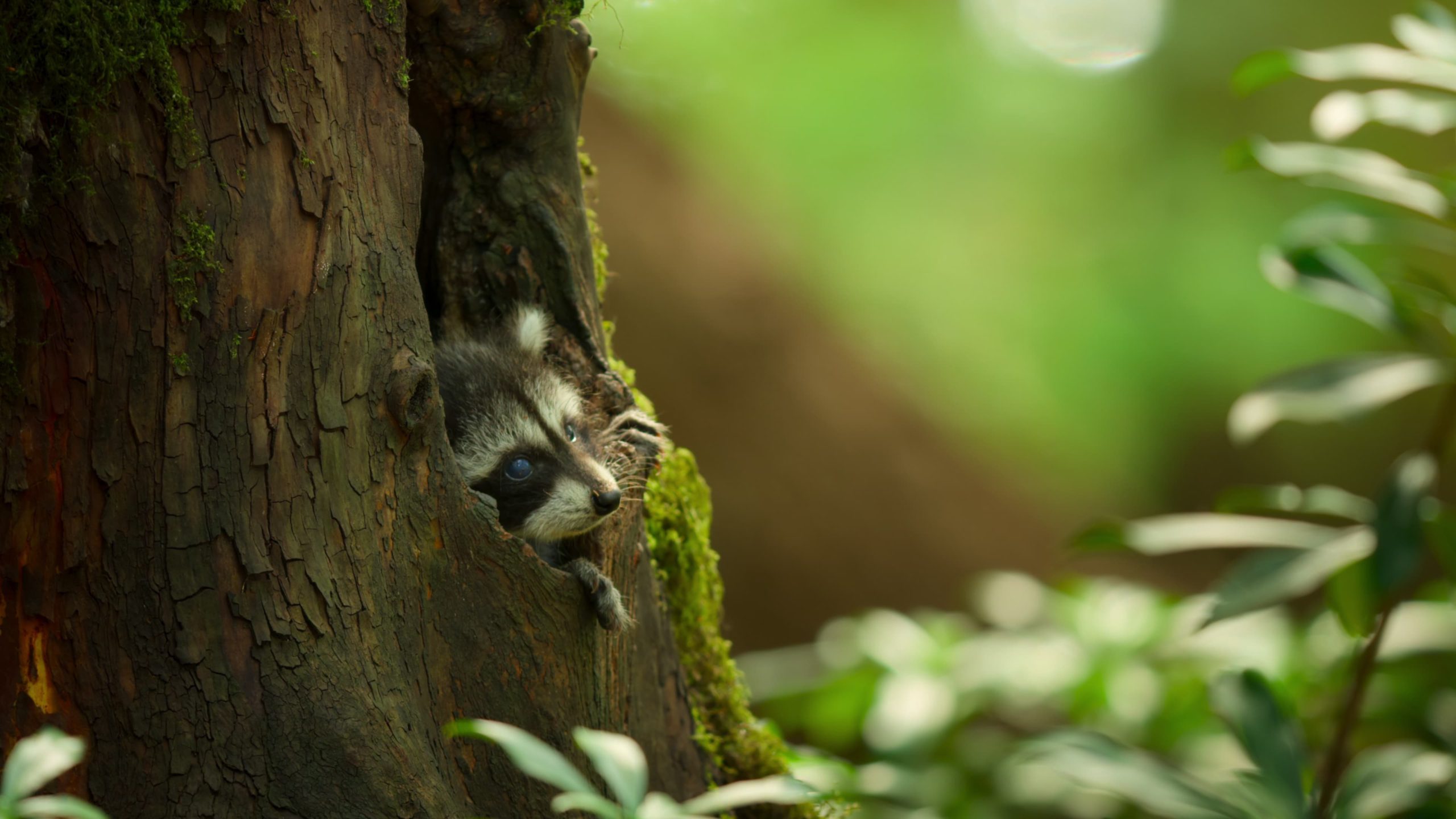 Island of the Sea Wolves เกาะหมาป่าทะเล