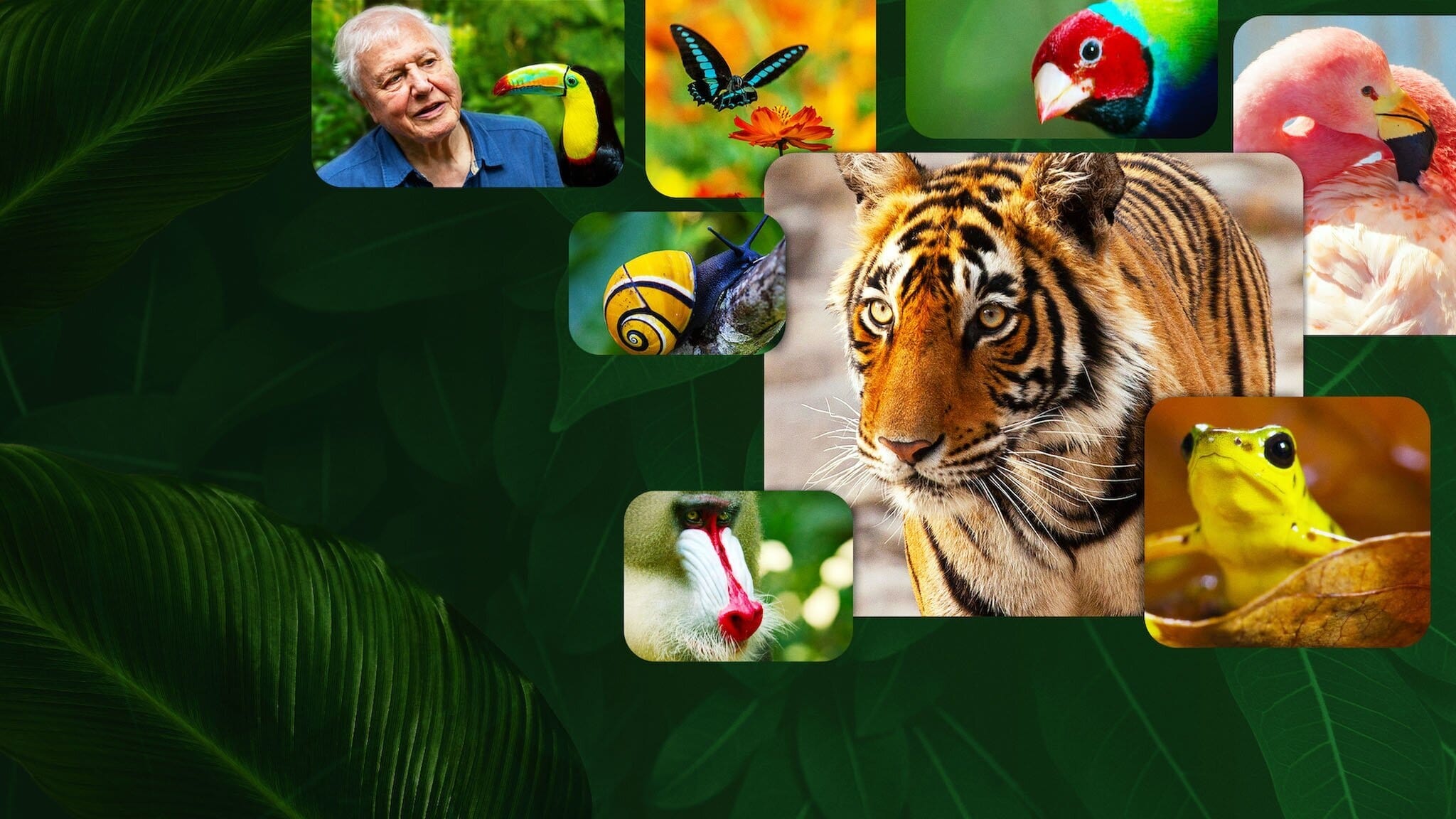 Life in Color with David Attenborough ชีวิตมีสีสันกับเดวิด แอทเทนเบอเรอห์