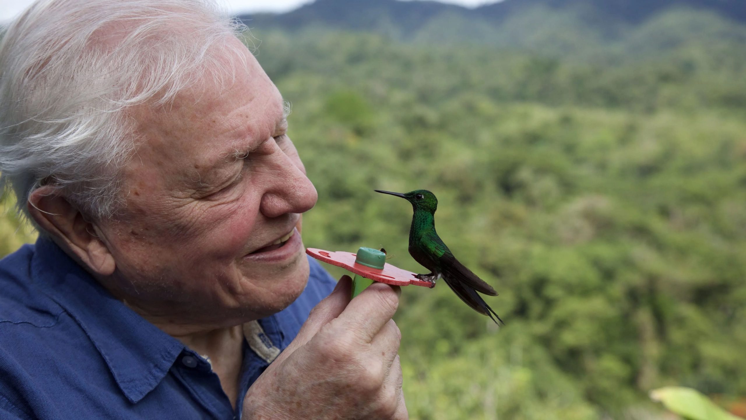 Life in Color with David Attenborough ชีวิตมีสีสันกับเดวิด แอทเทนเบอเรอห์